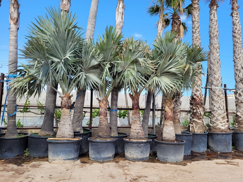 Kit 2 Palmas Bismarckia Plateada, Para Jardín Con Regalos