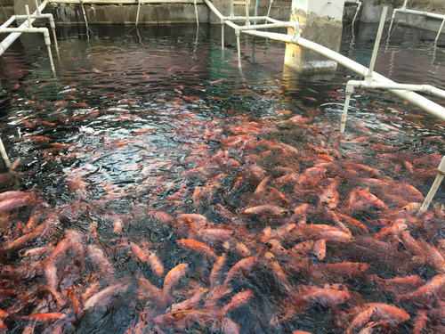 Imagen 2 de 6 de Alevines En Venta Tilapias Rojas Y Gris