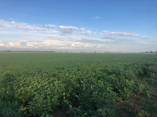 Imagen 3 de 10 de Campo 93 Hectareas
