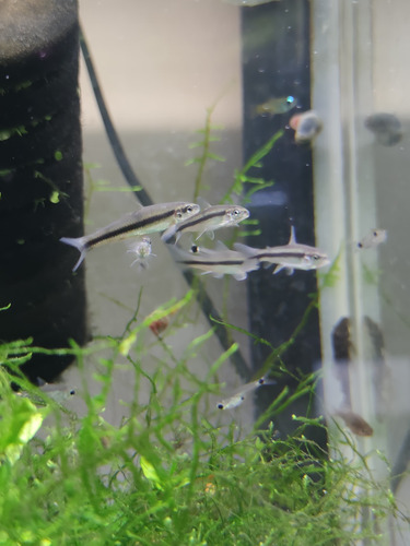 Peixe Comedor De Algas Brasileiro (apareiodon Machrisi) 1 Un