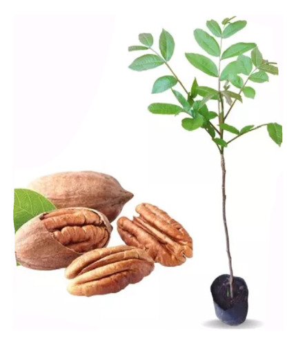 Plantin De Nuez Pecan Blanco
