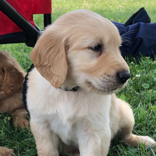Hembras Y Machos 100% Golden Retriever Desde La Costa Verde.