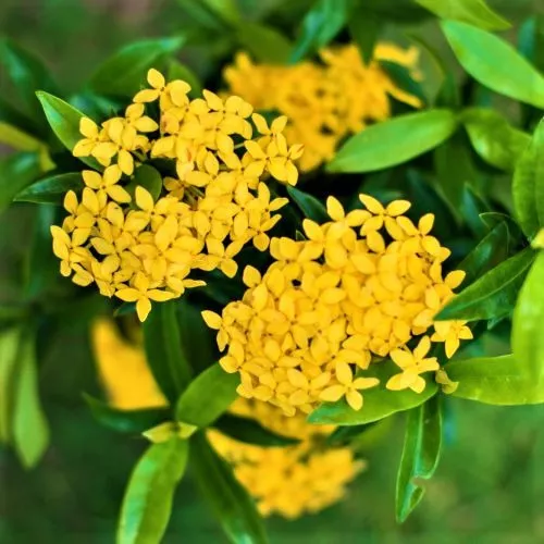 Muda De Ixora Amarela Alta - Ixora Coccinea | Parcelamento sem juros