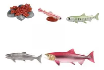 Comprar 3 Ciclo De Vida De Brinquedos De Salmão, Brinquedos Rosa