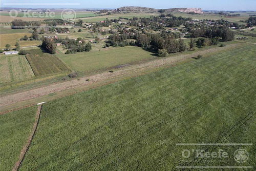 Imagen 2 de 15 de Campo En Venta De 113 Has En Balcarce 90 % Agrícola - Suelos Clase 1 Y 2