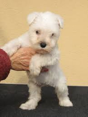 Lindos Cachorros Schnauzer Blanco Mini 200 C/u