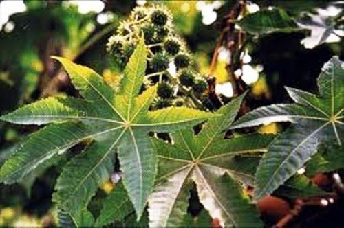 Imagem 1 de 1 de Óleo Vegetal De Ricino/mamona 100% Puro - 100gr