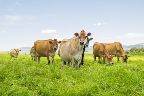 Premix Para Vacas Leiteiras Alta Produção - Max Leite 5kg