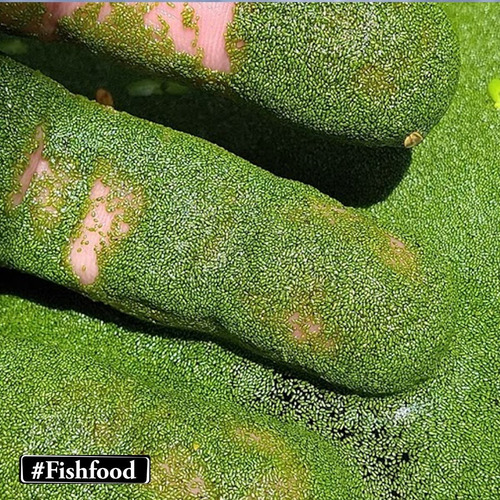 Imagem 4 de 6 de Porção Azolla-e-wolffia-brasiliens Planta Aquatica Flutuante