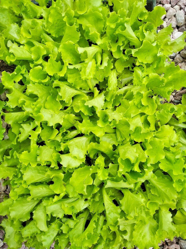 Bandeja Plantines Lechuga Crespa