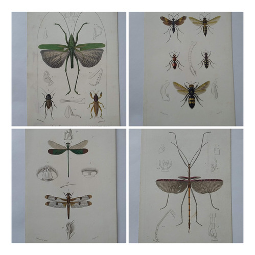 Litografías Antiguas (4) Francesas S Xix Insectos