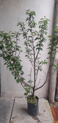 Imagen 10 de 10 de Prunus Sakura Cerezo Japonés, Cerezo De Flor Arbustivo 30lts