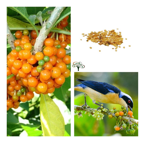 100 Sementes Fruta Do Sabiá (acnistus Arborescens) - Nativas