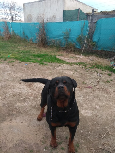 Imagen 1 de 2 de Rottweiler Cachorros
