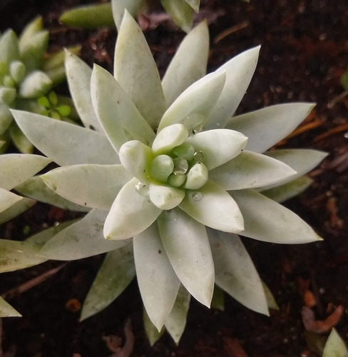 Muda De Suculenta Sedum Nicaeense Com 5cm Enraizada