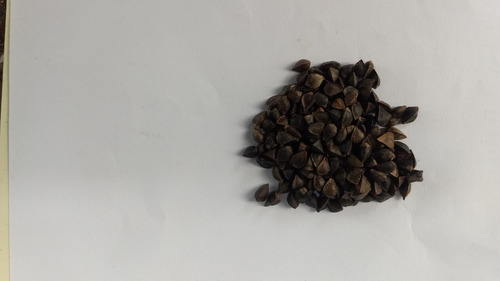 Trigo Sarraceno Com Casca 5 Kg+ 10 Outras Sementes/brinde