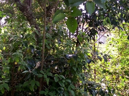 Imagem 9 de 15 de Ref.: 8437 - Chacara Em Santana De Parnaíba Para Venda - V8437