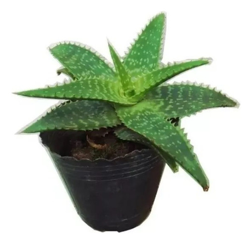 Planta Aloe Vera Medicinal Caba Moron Raices Arcoiris
