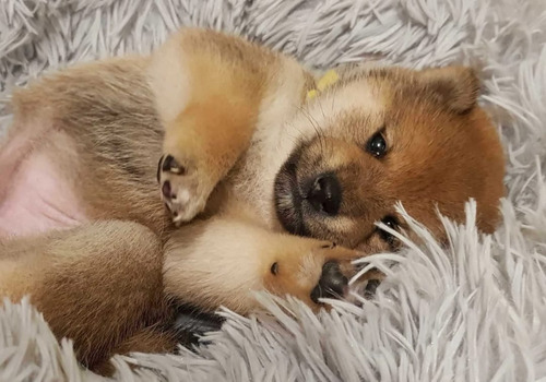 Hermosos Shiba Inu