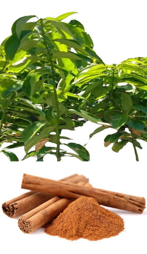 3 Plantas De Especias Clavo Laurel Castilla Laurel De La Sie