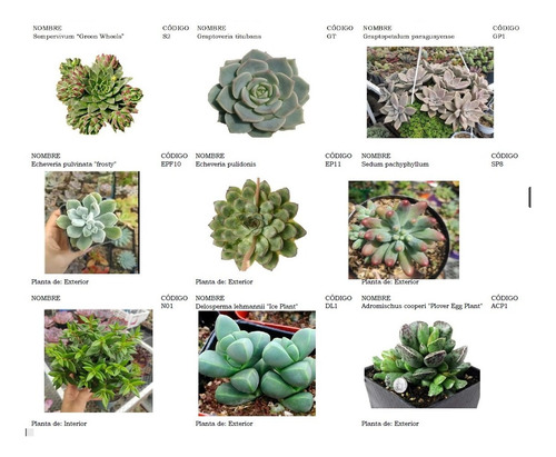 Plantas Suculentas Pequeñas, Un Detalle Vivo.