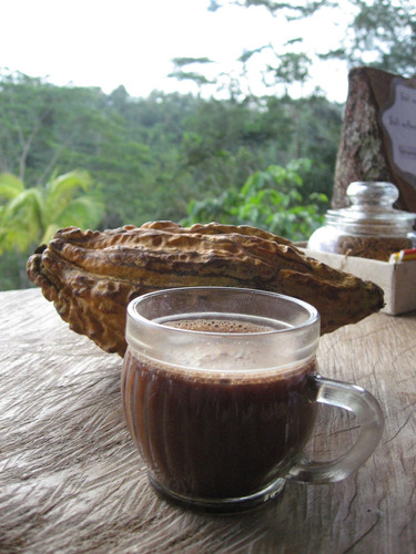 Cuadro 50x75cm Cacao Cocoa Chocolate Fruta Semilla M9