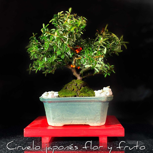 Arteenbonsai Arbol De La Vida Olmo Chino Ficus Flor Y Fruto
