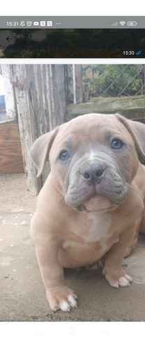 Cachorro American Bule Com Pedigree