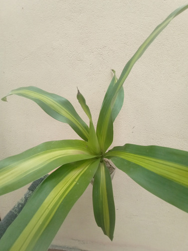 Muda De Pau D'água Dracena Fragans + Brinde