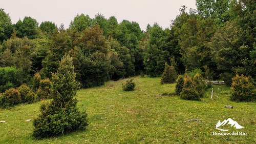 Black Friday 50% Dcto - Parcela 5.000 M2 Bosque Nativo Y Río