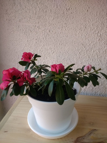 Plantas De Azaleas Doble Envio Gratis