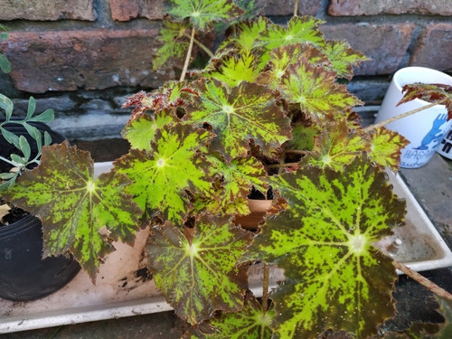 Planta Begonia Tigris Crespa Aterciopelada Grande