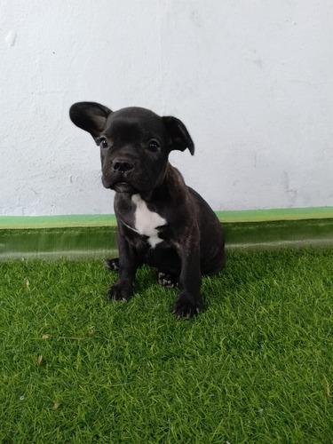 Cachorros De Bulldog Frances 