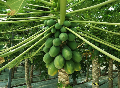 Imagen 1 de 1 de Plantas De Papaya Maradol Paquete De Cuarenta
