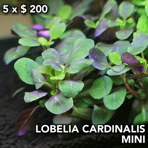 Lobelia Cardinalis Mini Planta Natural Acuario Plantado.