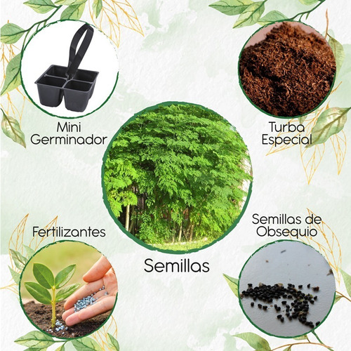 15 Semillas De Árbol Moringa + Mini Kit De Germinación