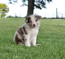 Comprar Cachorros Border Red Merle Acercate O Sino Te Enviamos