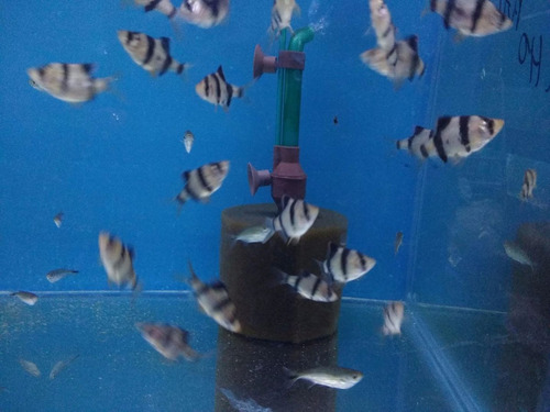 3 Barbus Tigre Puntius Tetrazona Tropical Polypterama