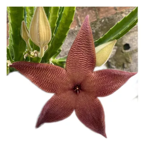 Stapelia Hirsuta- Cacto Estrela Do Mar Roxa. Ascleps Fedida à venda em  Tamandaré Pernambuco por apenas R$ 24.99 - OCompra.com Brasil