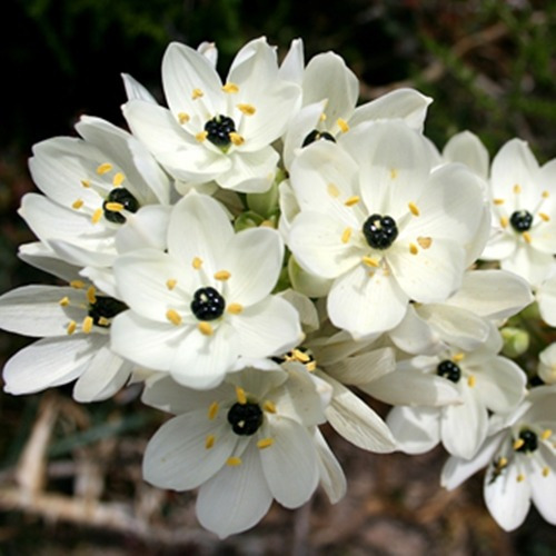 Bulbo De Ornithogalum Arabicum X 1