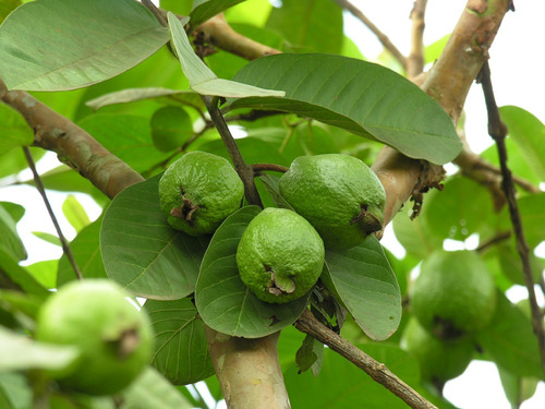Guayacan Rosado