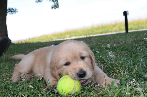 Cachorros Golden, Linaje Internacional, Pedigree De Fca