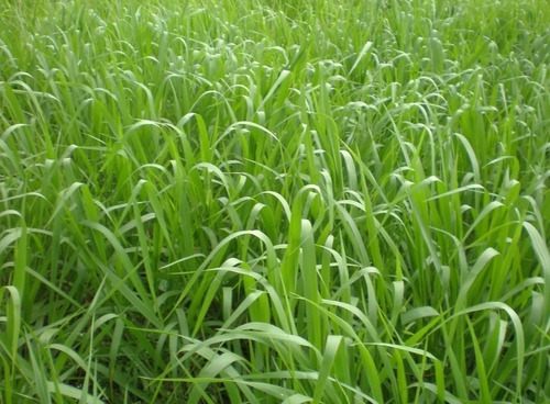 20 Kg Capim Brachiara Pasto Gado Leite E Corte 20kg