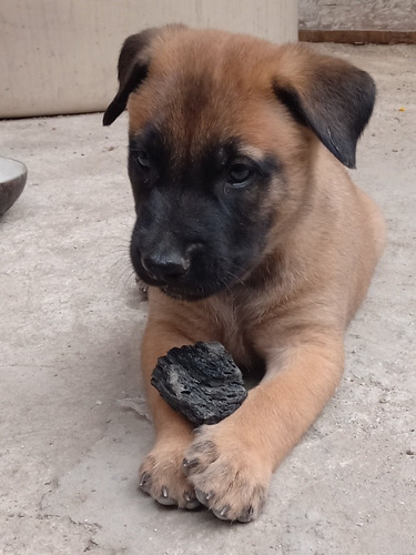 Cachorros Belga