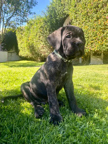 Cane corso cachorro 2025