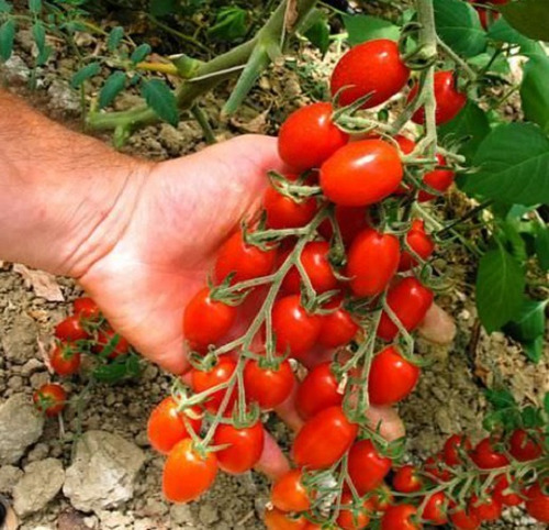 50 Semillas De Tomate Modus+ Instructivo