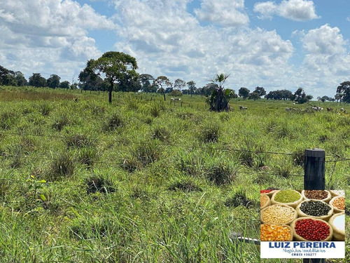 Imagem 5 de 13 de Fazenda A Venda Em Divinópolis - To - De 538 Alqueirões (dupla Aptidão) - 1667