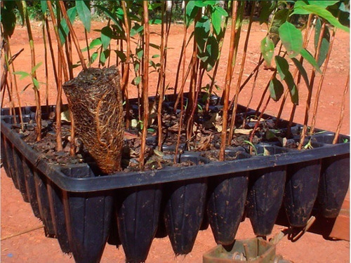 Imagen 4 de 8 de Bandeja Germinacion Carluccio Cultivo Almacigo Huerta X 5uni
