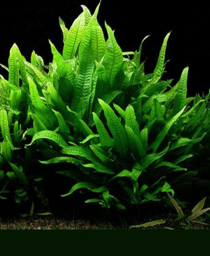 Musgo De Java + Microsorum