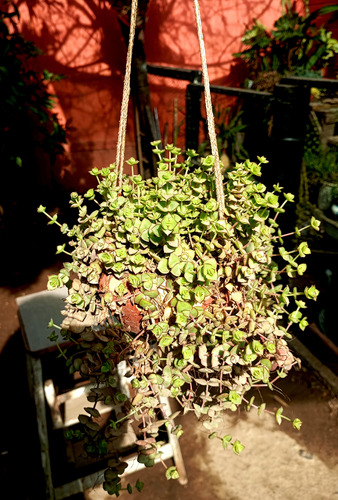 Maceta Colcante Suculenta Crassula Pellucida